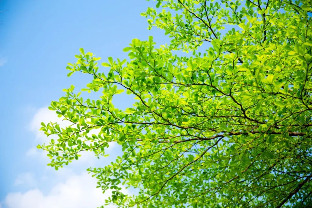 纳兰容若词里的夏日，浸润了相思，醉美了流年-第4张图片-非凡网