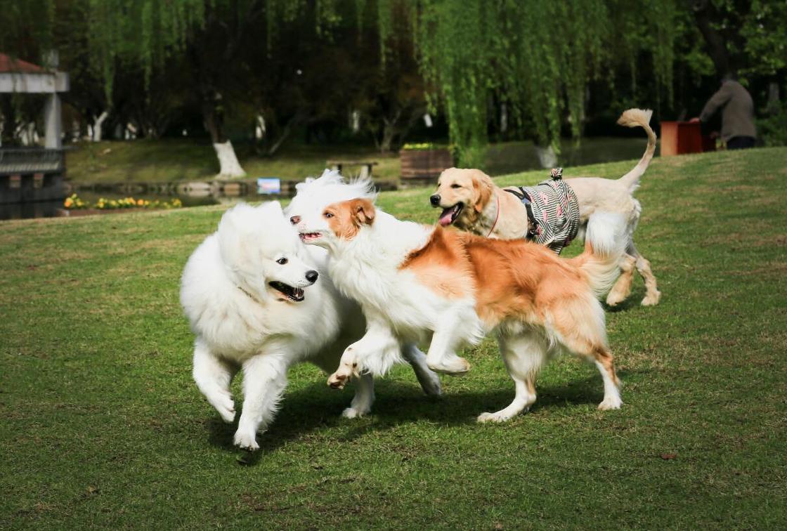 Why does the male dog turn around and leave after the male and female