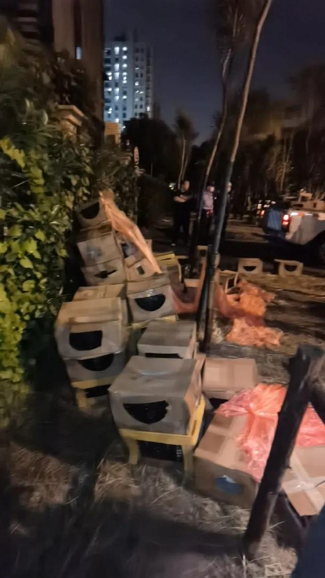 100多只猫狗奄奄一息！宠物盲盒，为何还不消停？