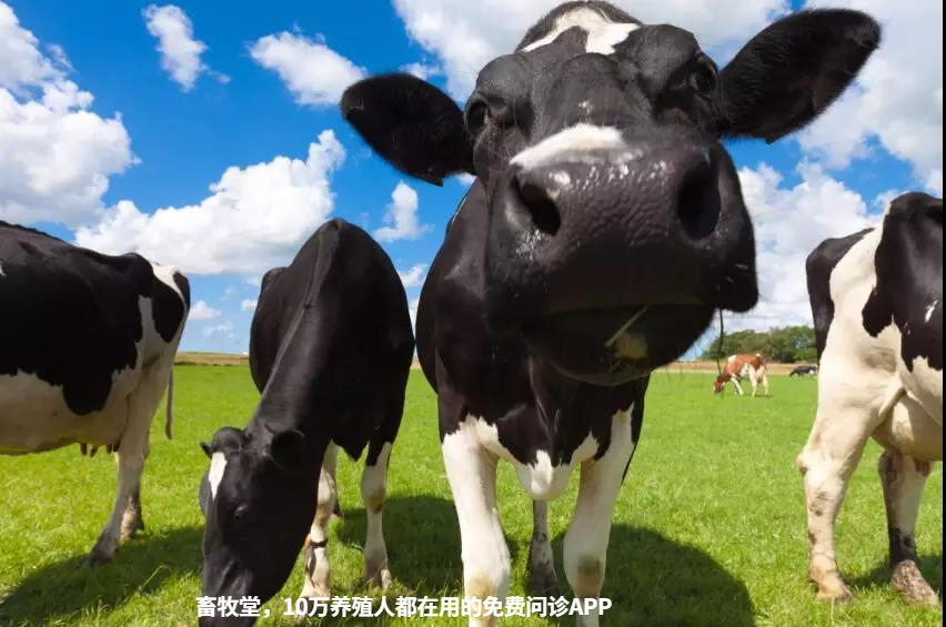 奶牛是如何看年龄的？你都知道几种方法？