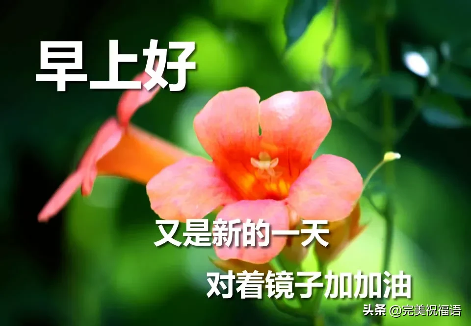 早上好唯美暖心问候语 早安祝福语漂亮图片图片