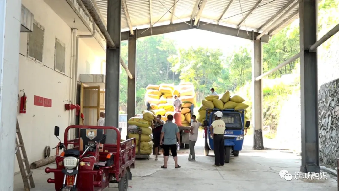 防疫不误农时 连城县夏粮收购全面开启