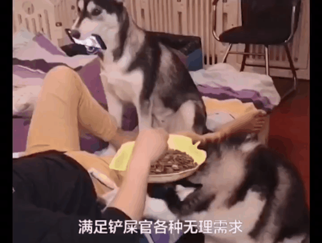 人类已经无法阻止宠物狗了……