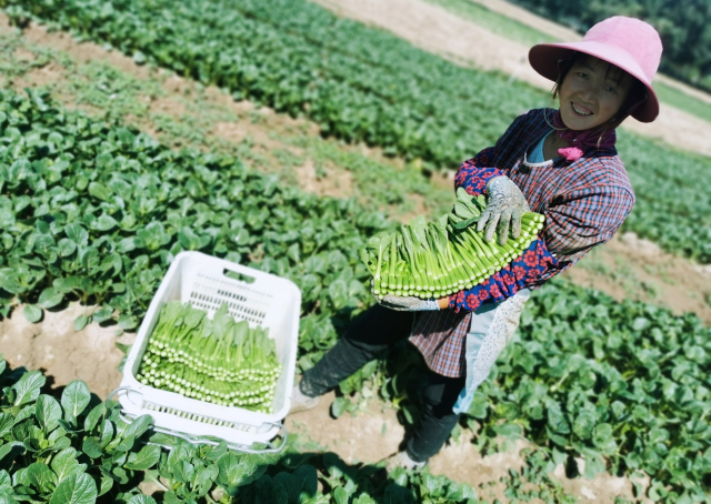 广东“新农商”扎根毛乌素沙漠种菜 带动800户西海固移民增收致富