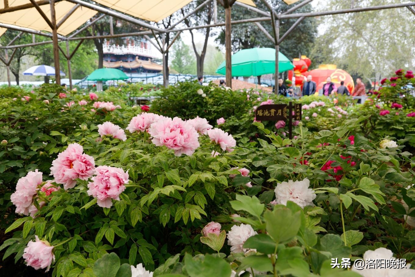 2021洛阳牡丹文化节4月2日牡丹花情预报