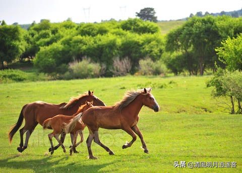 汉代的战马高大，宋朝的战马矮小，一代不如一