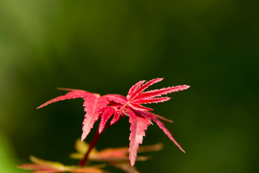 风吹一片叶 万物已惊秋，在古诗词中感悟秋天-第14张图片-诗句网