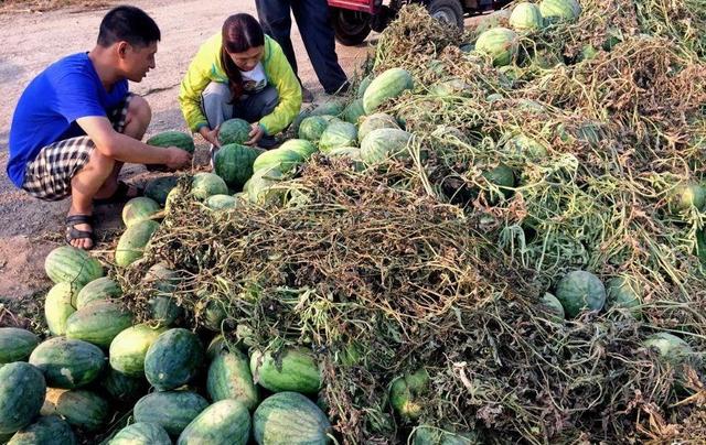 西瓜“成灾”，2毛钱一斤卖不动，但是消费者却吃不起，为何？