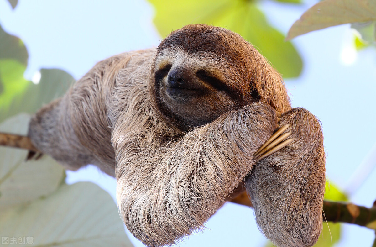 The five laziest animals in the world, feeling lazy is its life, ooh, I  also think - iMedia
