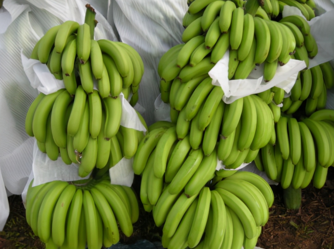 怎麼辨別出“打了激素”的香蕉？ 水果店老闆：學會一招，輕鬆避開