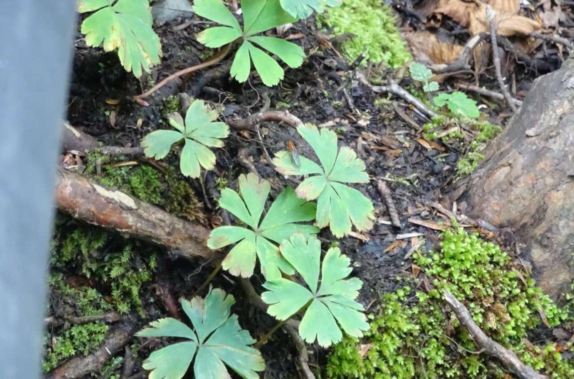 Unique to China!Sichuan found "the loneliest plant in the world", only