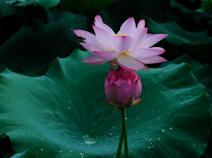 江南可采莲，十首采莲的诗词，带你欣赏荷塘的美景-第9张图片-诗句网