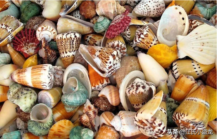 2.4億年前的一條魚為什麽上了熱門？