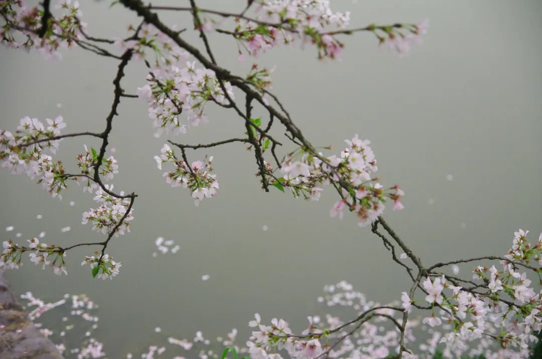 花瓣飘落的唯美句子  形容樱花瓣落满地的诗句图片