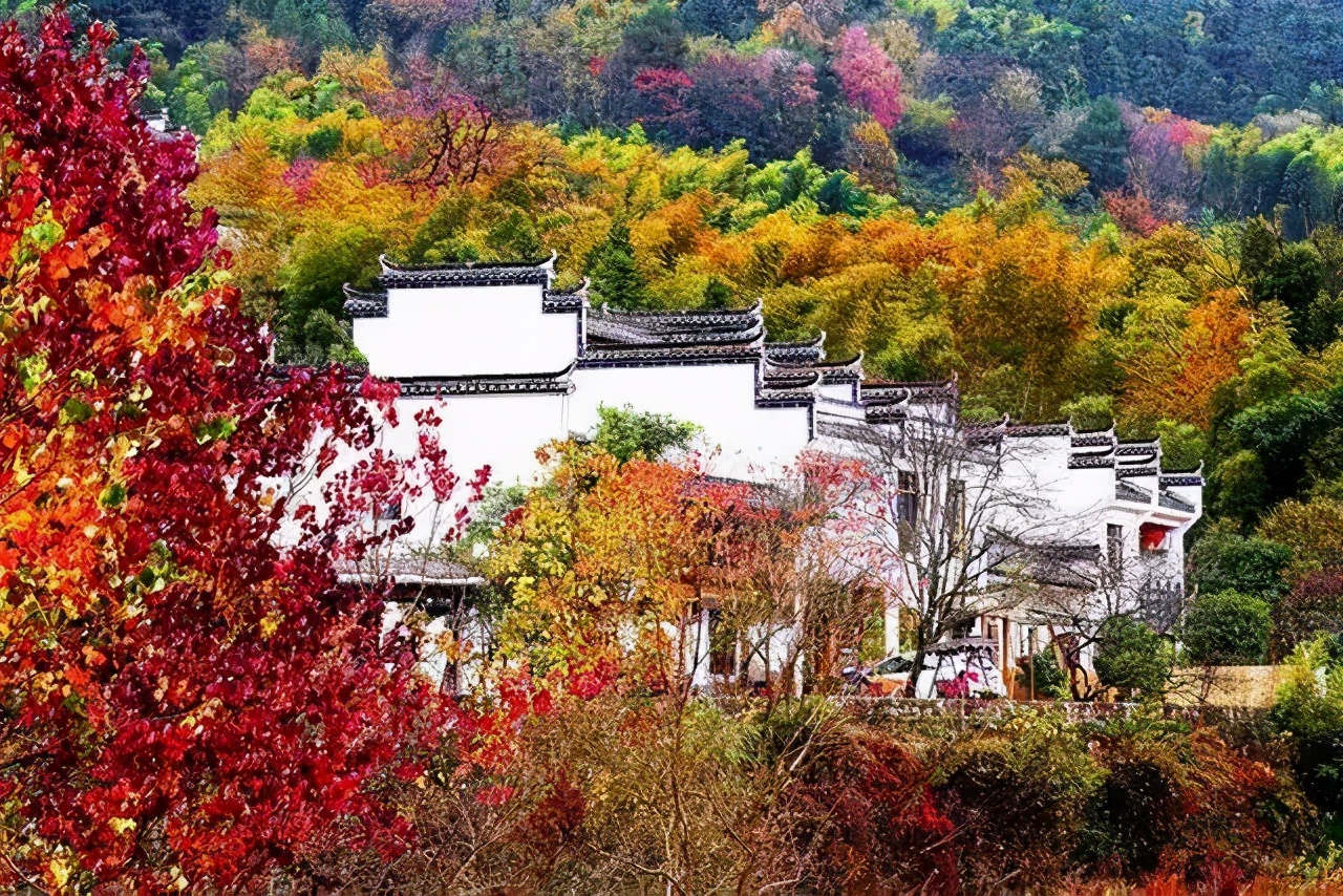 Missing these 14 maple viewing areas in November is equivalent to missing the entire autumn