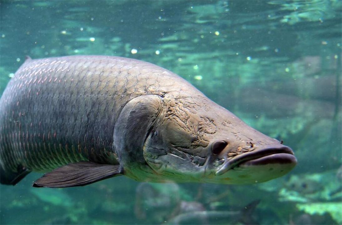 比翻车鱼还傻的巨骨舌鱼，凭本事成为濒危动物，却活了上亿年？