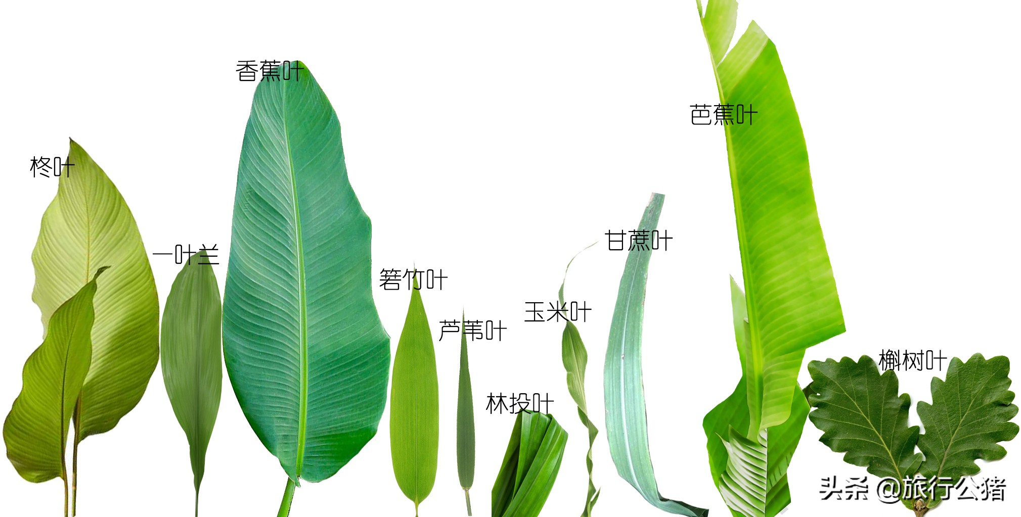 粽叶是什么叶子(15种常见可用于包粽的叶子)