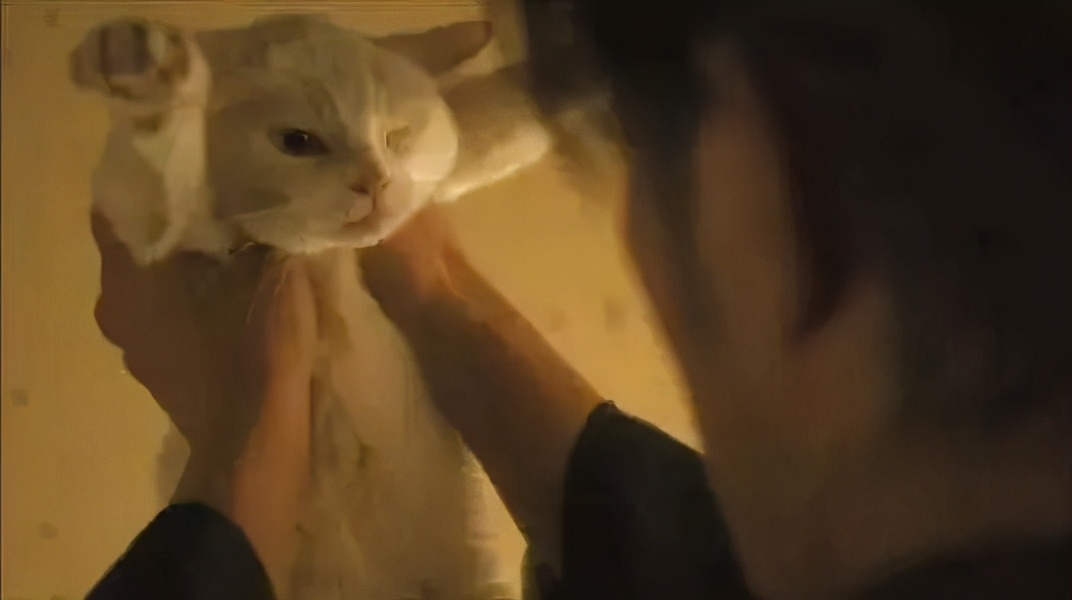 用猫狗替代男人只需做到这三步，宠物营销背后的道德危机