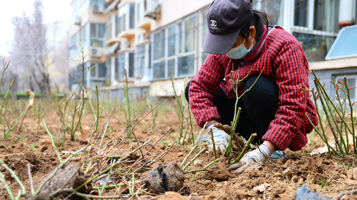 春至百花艳 心齐万象新——邯郸市丛台区兼庄乡“四力”齐发改善人居环境