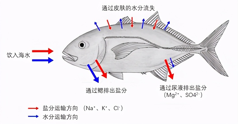 水和盐的“渗透压”：鱼类的渗透压功能与食盐防治鱼病的机理