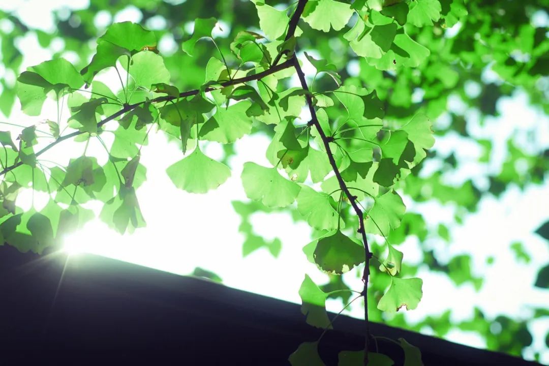 李清照词里的夏日-第3张图片-诗句网