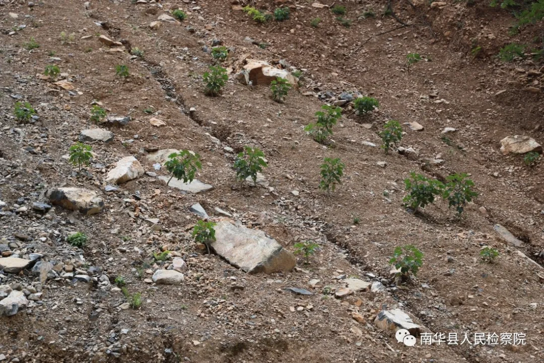 南华：公益诉讼“回头看”助力林业生态修复