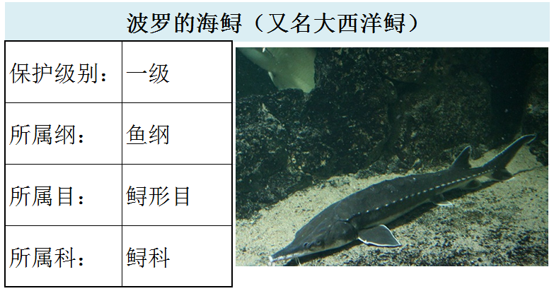 国家最新水生野生保护动物名录（共计三百余种），第2期