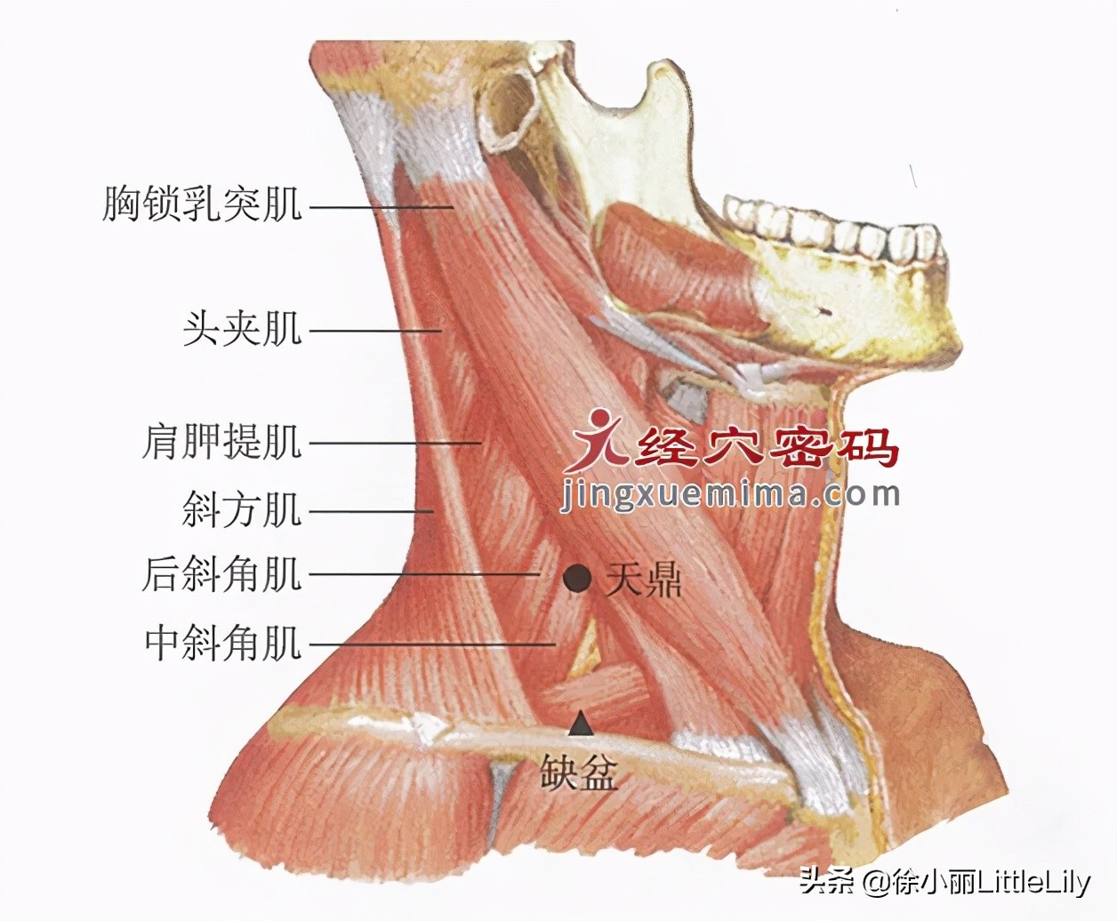 手阳明大肠经穴位详解图 资讯咖