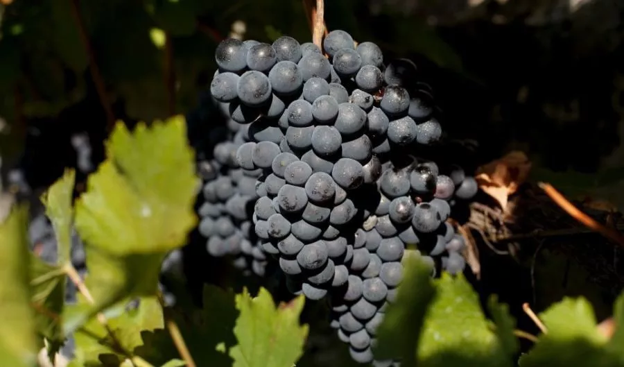 史上最全酿酒全过程详解，建议收藏（多图）