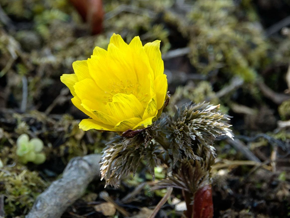 花木春秋68 侧金盏花 雪消即开的冰凌花 新春送喜的福寿草 花木春秋 Mdeditor
