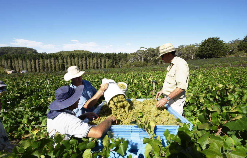 真當我們好欺負？ 中方再出手治理澳進口商品，澳：遭遇毀滅性打擊