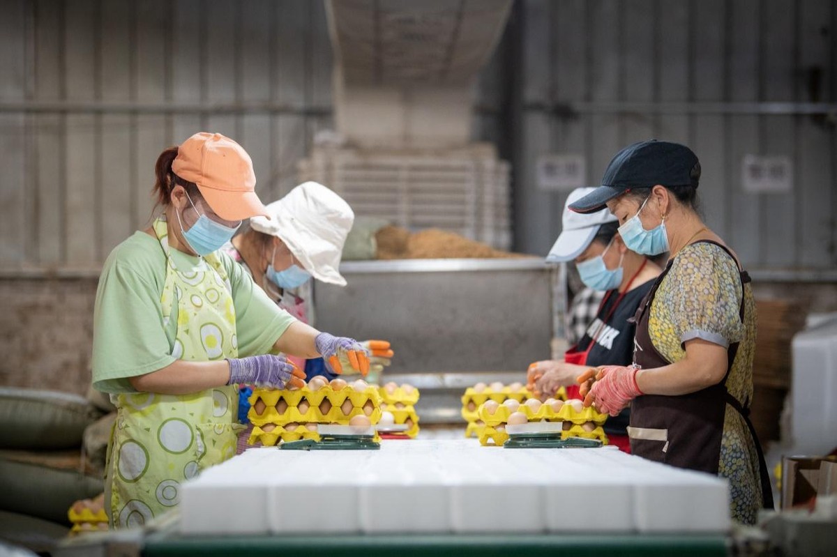 卖鸡蛋一年卖出2.5亿元，南阳“鸡蛋哥”入驻多多丰收馆