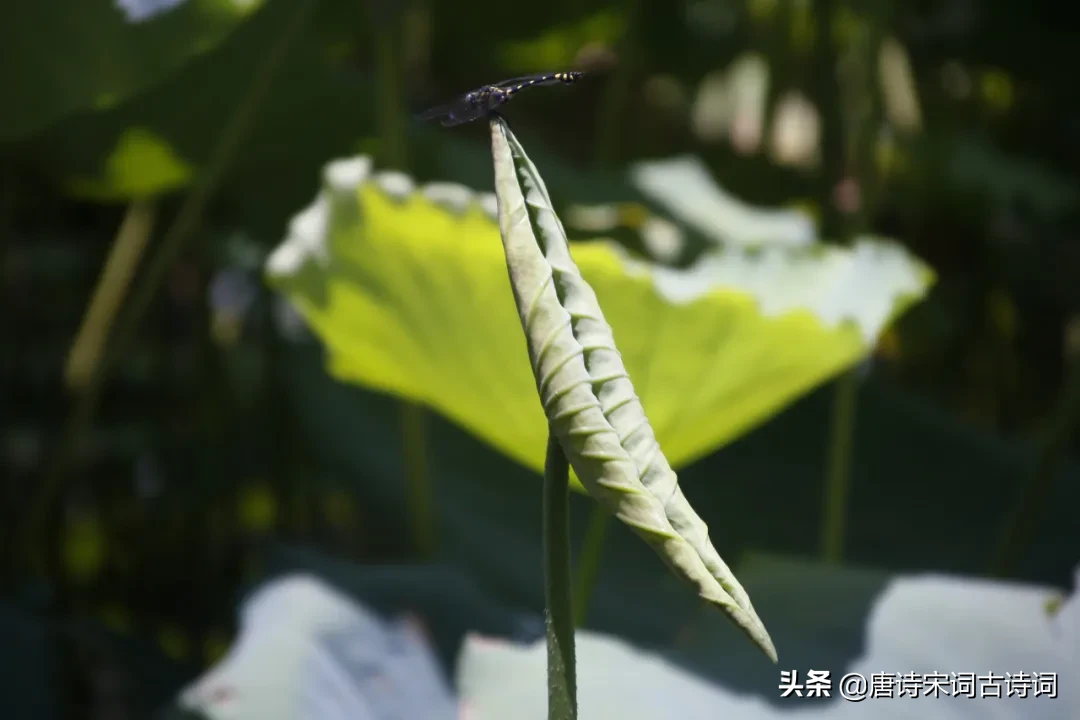 拳打朱熹脚踢二程，他的理学造诣却被世界忘记，只能通过小诗明志