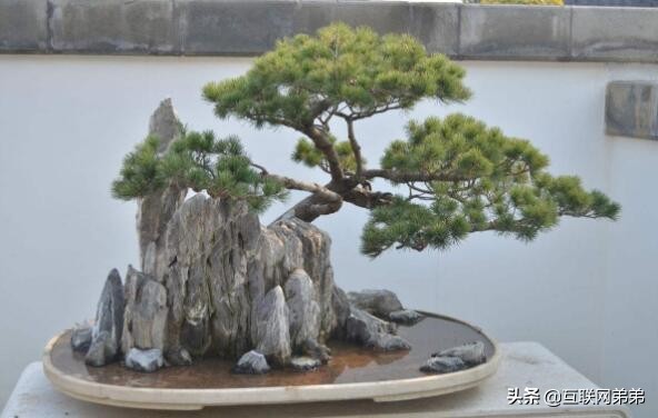 松柏的诗词集合-第4张图片-非凡网