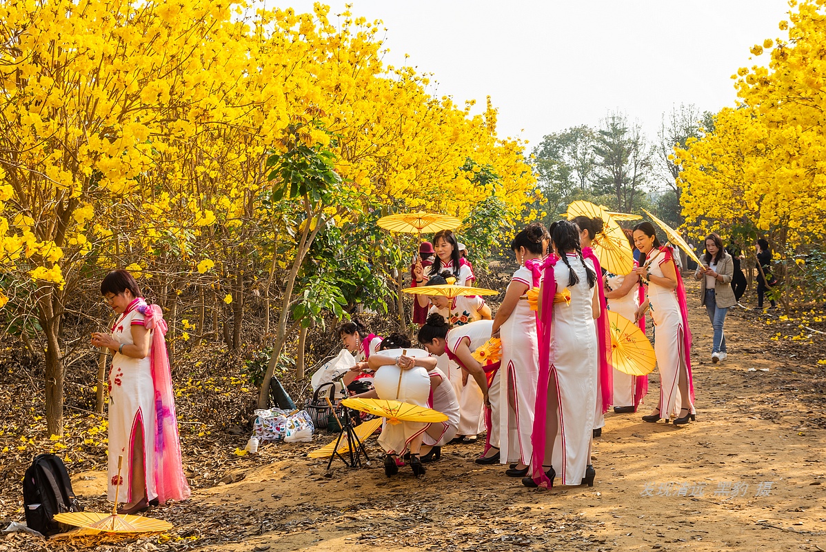 10亩风铃竟吸引数万广东大妈前去打卡，村民：都是闲得慌
