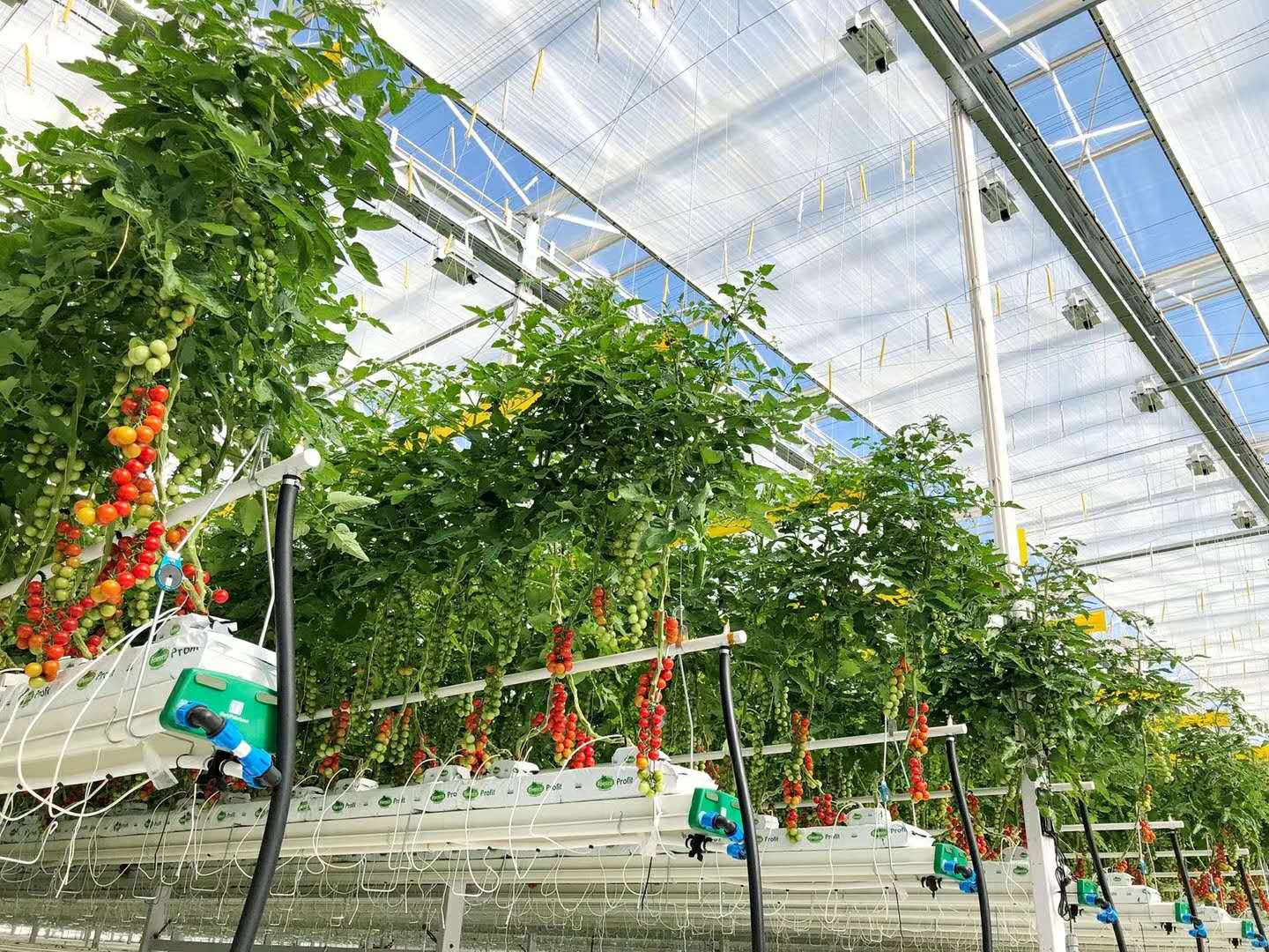 武装到牙齿的荷兰超级智慧玻璃温室大棚如何建造