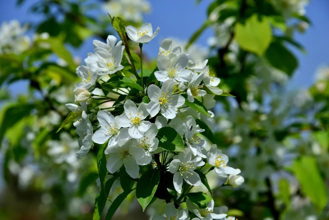 「詩詞鑑賞」雨來棠梨一樹花,古詩詞裡的棠梨花,爛漫如雪似海 - 頭條匯