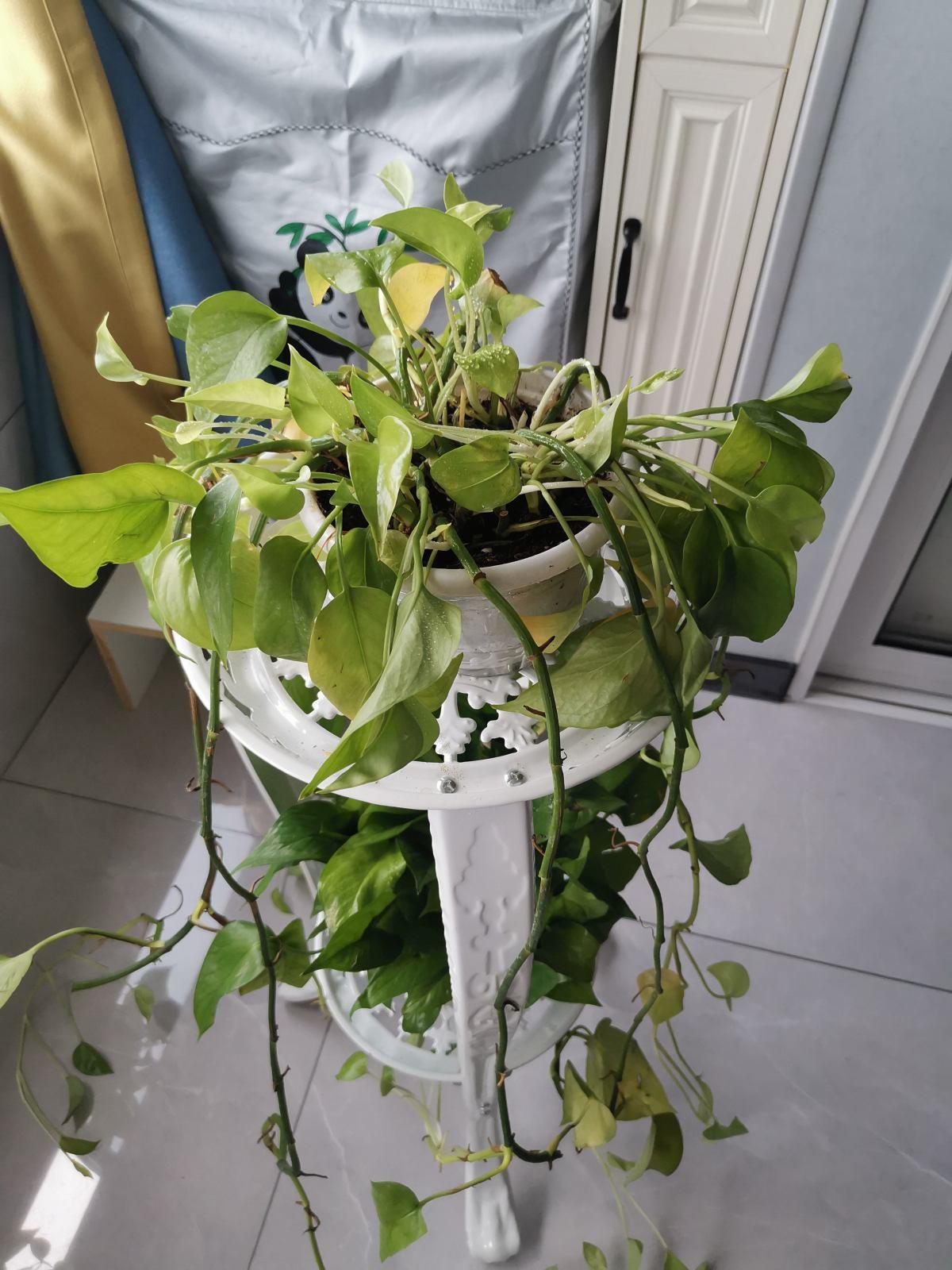 Remember the distress signal of flowers and plants", don't let the