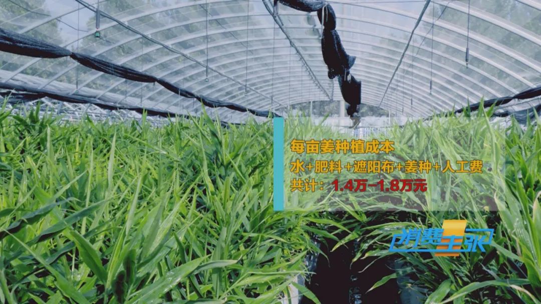 新姜收獲！有人整畝出售，有人窖里深藏，生姜價格走向何方？