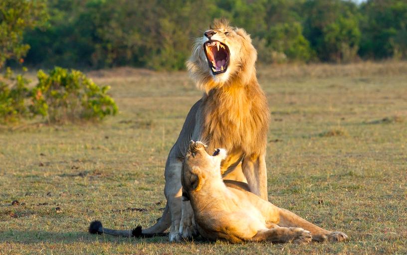 Why do animals have estrus, and humans can mate in all seasons?What