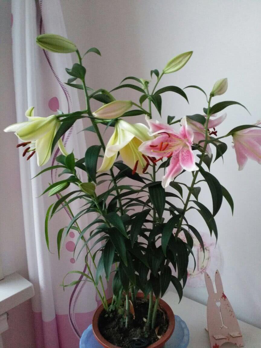 栽种百合的上盆小技巧，你都派上用场了吗？