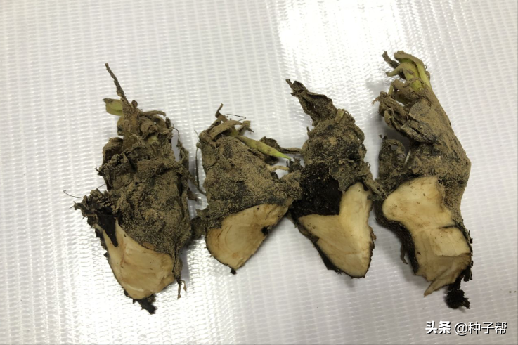 俄罗斯饲料菜