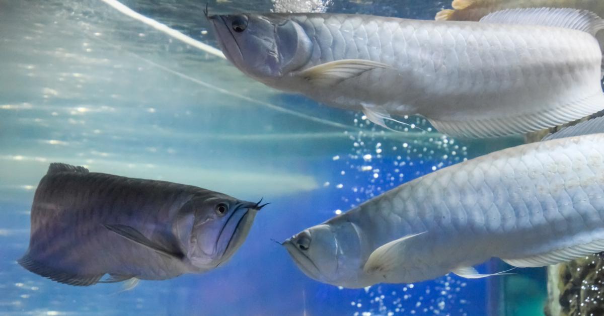 銀龍魚吃什麼?如何餵銀龍魚?銀龍魚吃什麼長得快? - 資訊咖