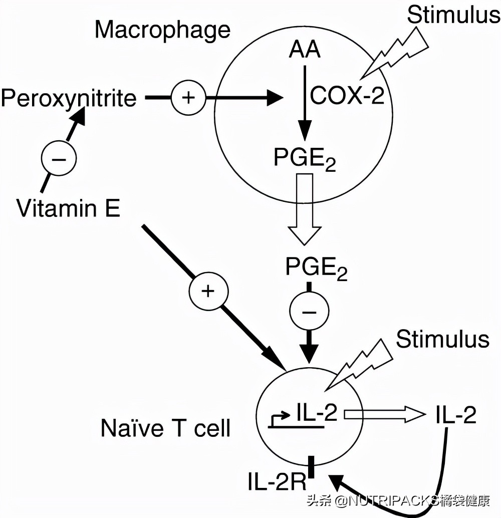 Vitamin E has the effects of whitening, antioxidation, boosting