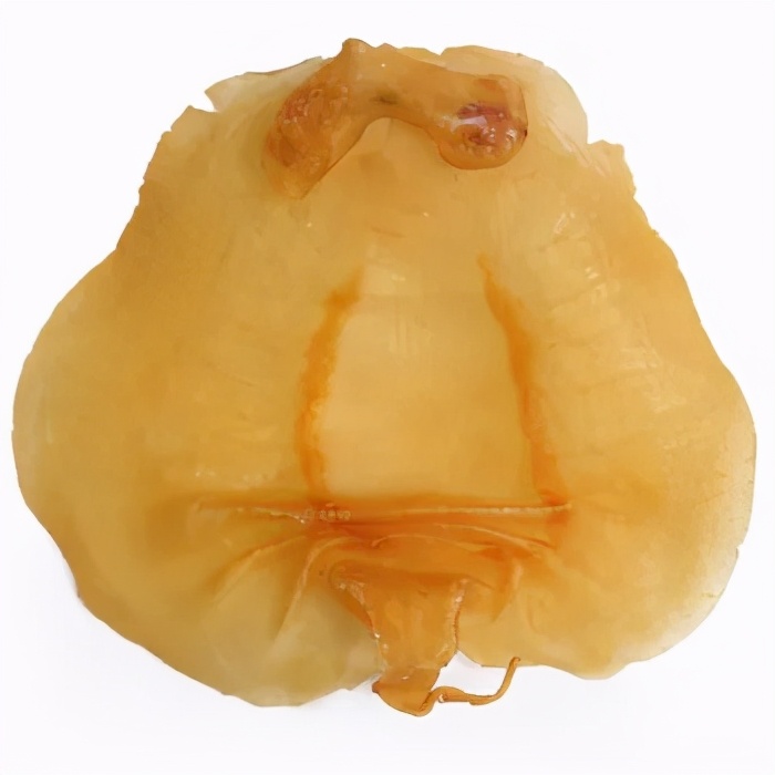 细说“海洋人参”——花胶