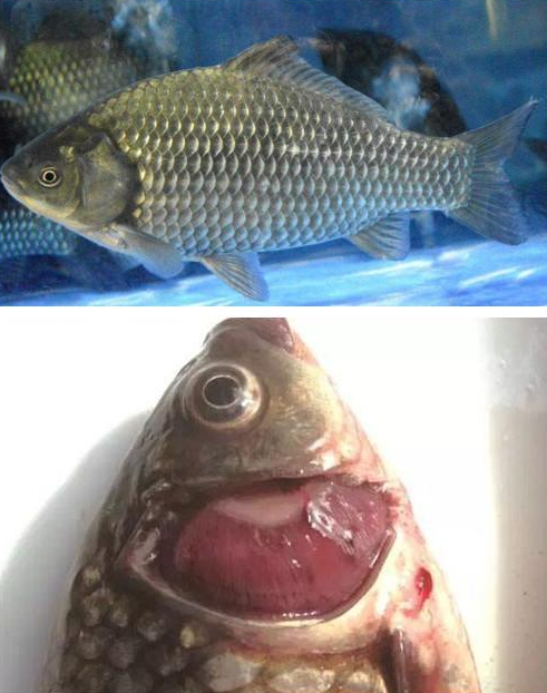 鱼鳃出血病与孢子虫并发到底该怎么治
