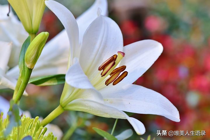 人生15句积极向上，一生受用的心灵鸡汤，阳光正能量经典语录-第13张图片-非凡网