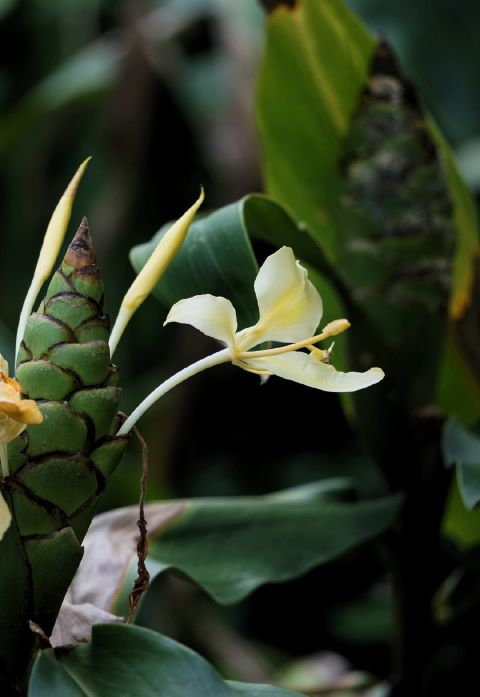 黃姜花 Hedychium flavum，姜科姜花屬 - 資訊咖