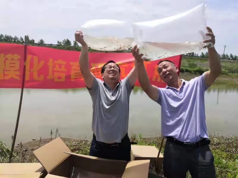 湖北阳新大力推广"稻-虾-憨"模式 力争亩产千斤，兼收鱼虾