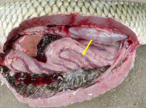 草鱼肝胆综合症症状有哪些?草鱼肝胆综合症用什么药治疗?